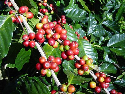 Coffee Tree with fruit
